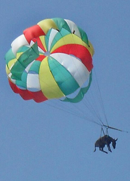Flying animals that aren't birds Flying animals that aren't birds