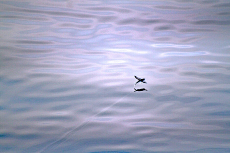 Flying animals that aren't birds Flying animals that aren't birds