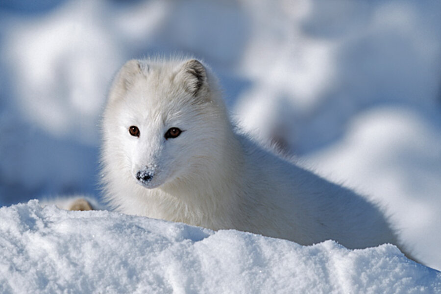 Arctic animals - The Christian Science Monitor - CSMonitor.com