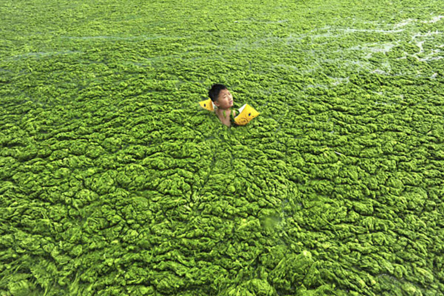 Green algae invades China 