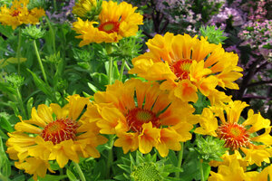 Gaillardia moxie new arrivals