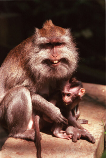 Funny animal faces Funny animal faces