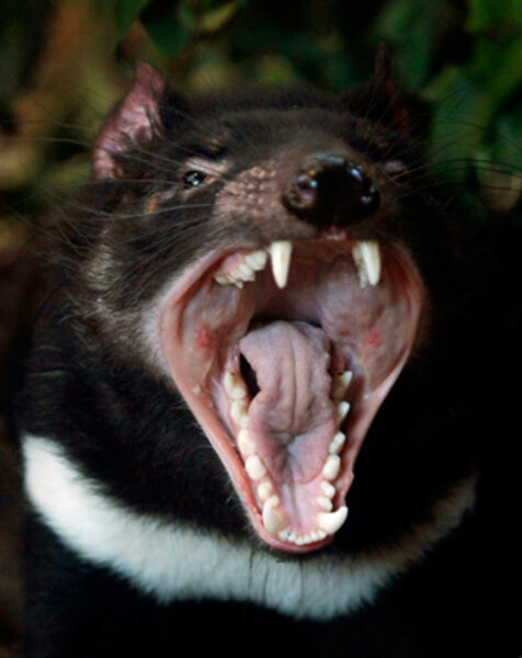 Funny animal faces Funny animal faces