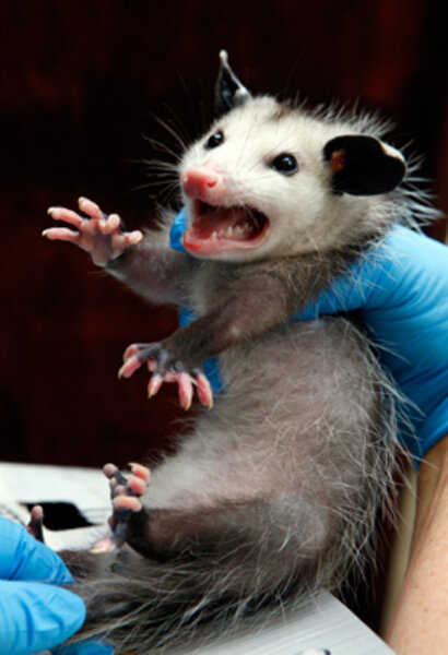 Funny animal faces Funny animal faces