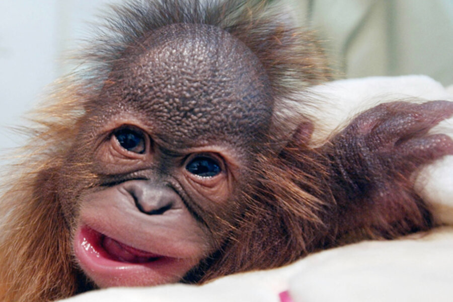 Funny animal faces Funny animal faces