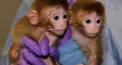 Chimeric macaques give new meaning to phrase, 'I'll be a monkey's uncle'