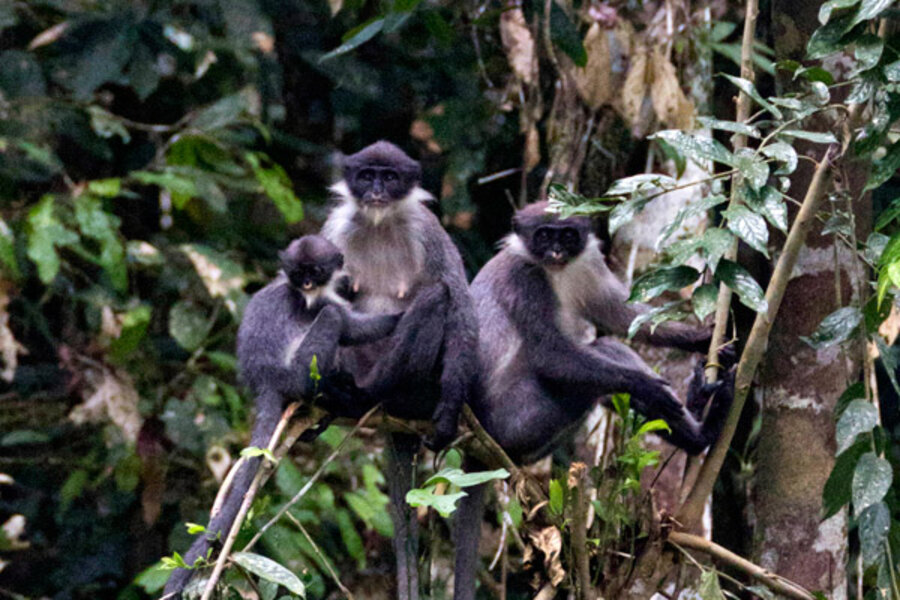 How Primate Worlds Transformed When Visitors Vanished During the