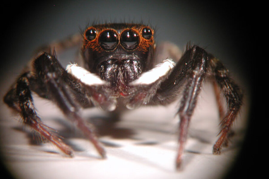 Spiders - System of a Down Chile