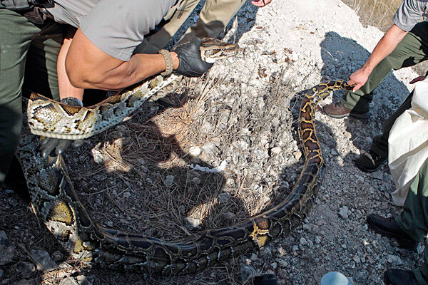 Snakes In The Grass Is The Burmese Python Wiping Out