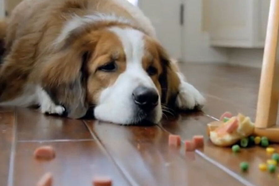 The dog wants its tea. Dog commercial using.