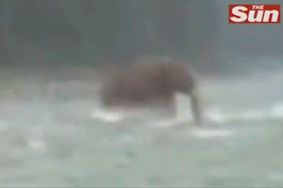 Remarkably blurry video captures live 'woolly mammoth' 