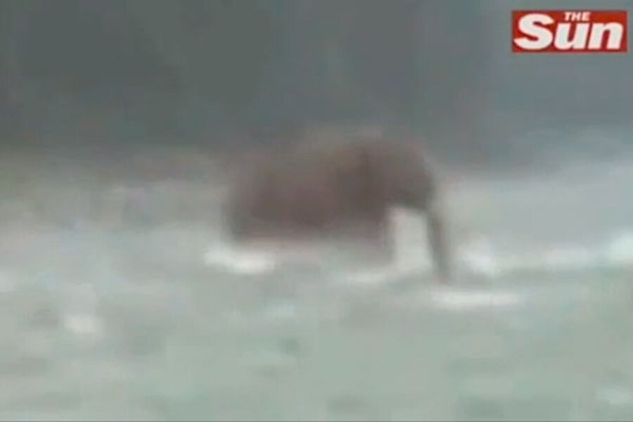 Remarkably blurry video captures live 'woolly mammoth' Remarkably blurry video captures live 'woolly mammoth'