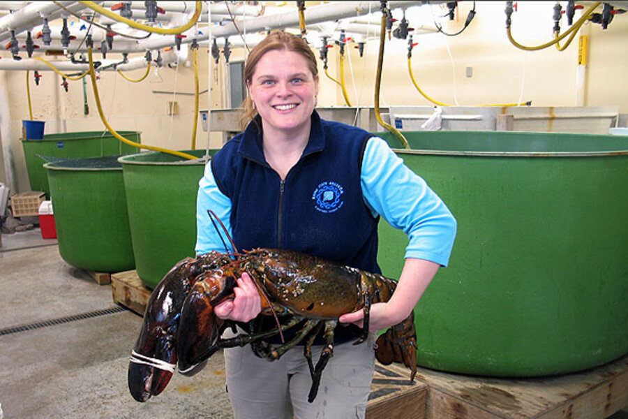 27pound lobster caught in Maine
