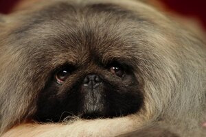 champion pekingese