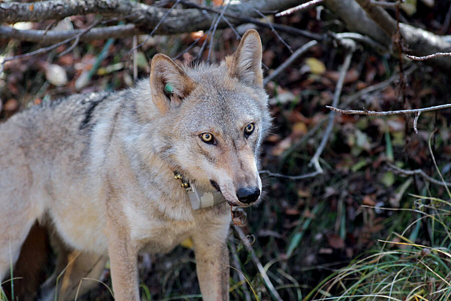 With wildlife corridor, Turkey tackles an ecological crisis