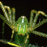 Australia: where spiders rain down from the sky - video report, World news