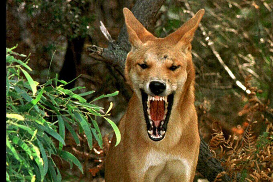 are dingoes dangerous