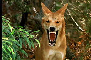 Australia's Azaria Chamberlain mystery solved: A dingo did it