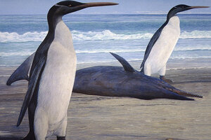 World's tallest penguin used to live in New Zealand, fossils show