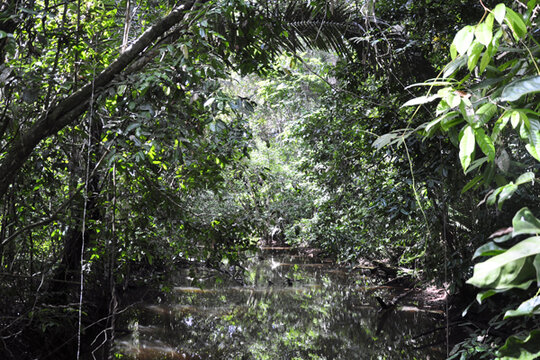 Five hotbeds of biodiversity - Amazon Rain Forest - CSMonitor.com