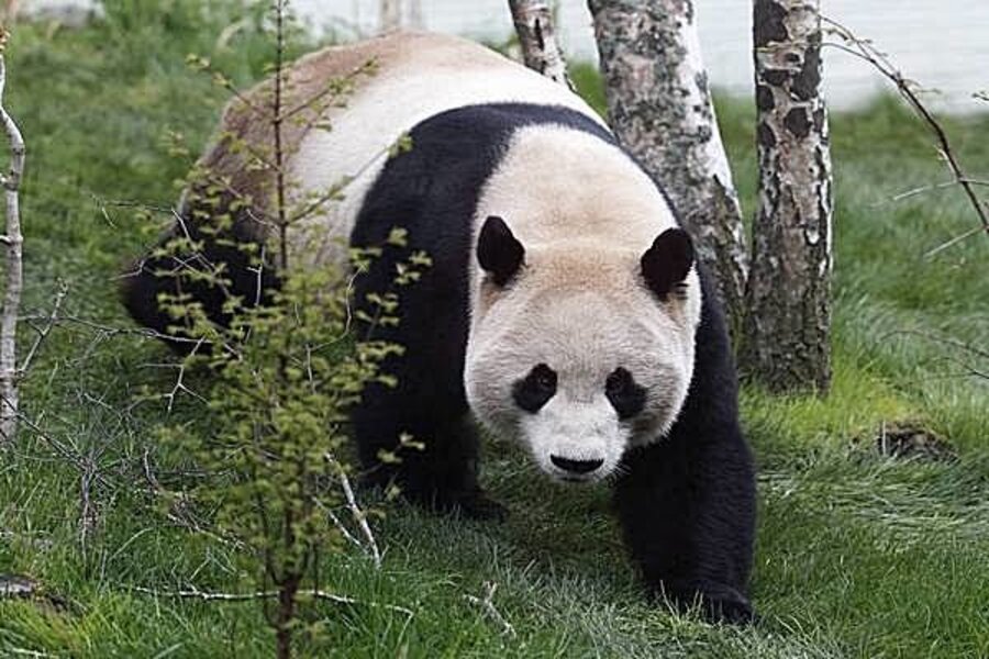 Why it's so difficult to get pandas to mate - CSMonitor.com