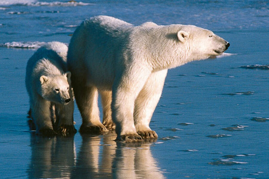 Separating fact from fiction: polar bears and climate change