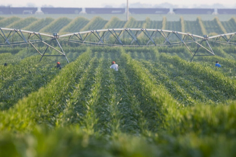 Corn pricing affected by global warming, federal mandates not helping ...