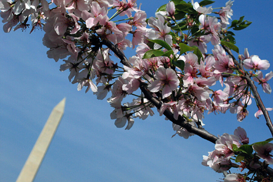 what is the story behind the dogwood tree