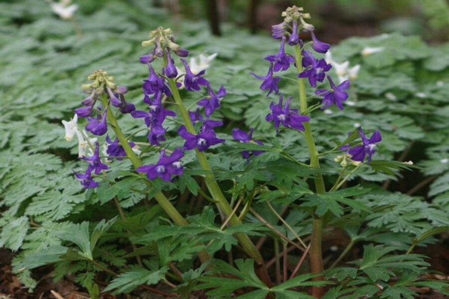 Dwarf Larkspur