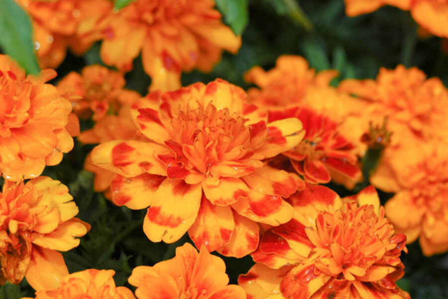 French Marigolds There Are No Better Annuals Csmonitor Com