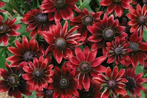 April Gardening In Southern California Part 2 CSMonitor April Gardening In Southern California Part 2 CSMonitor