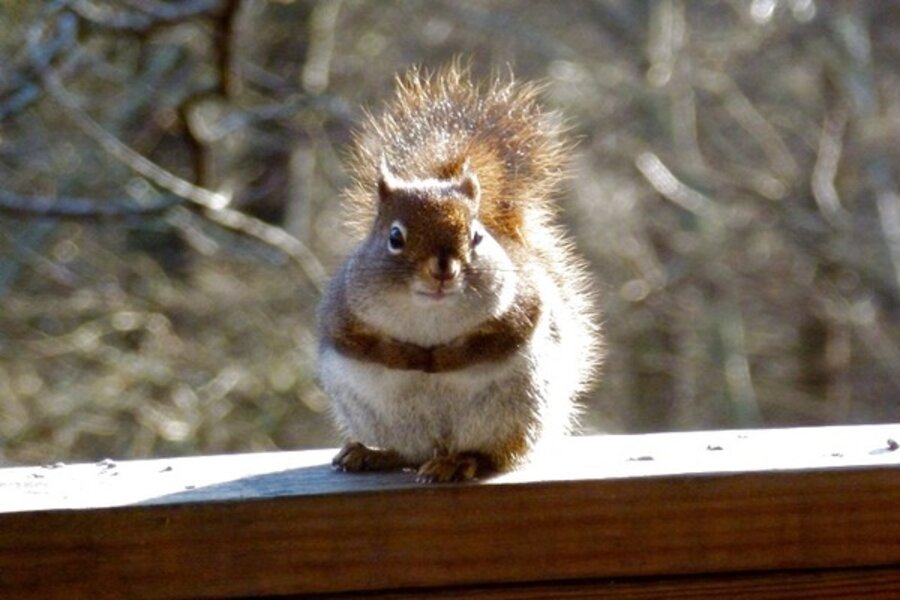 Red Squirrels Fight To Survive In The Appalachian Mountains Csmonitor Com