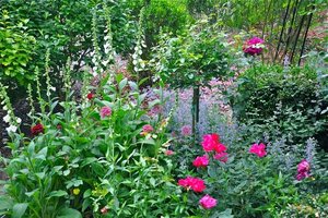 Image of Roses and Catmint