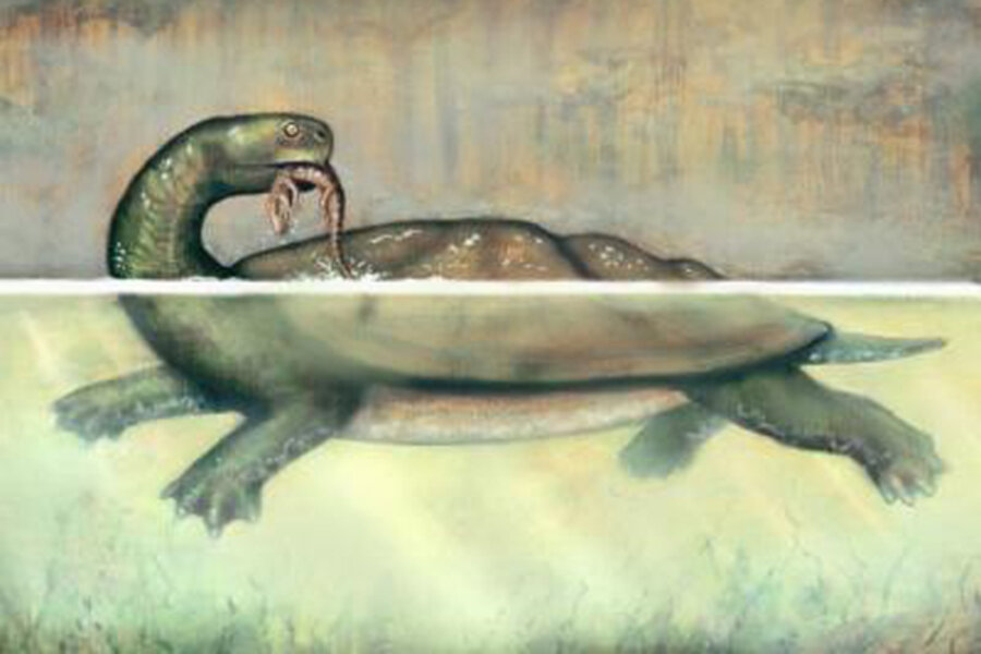 Humongous Volkswagen Sized Turtle Fossils Discovered Csmonitor Com Humongous Volkswagen Sized Turtle Fossils Discovered Csmonitor Com