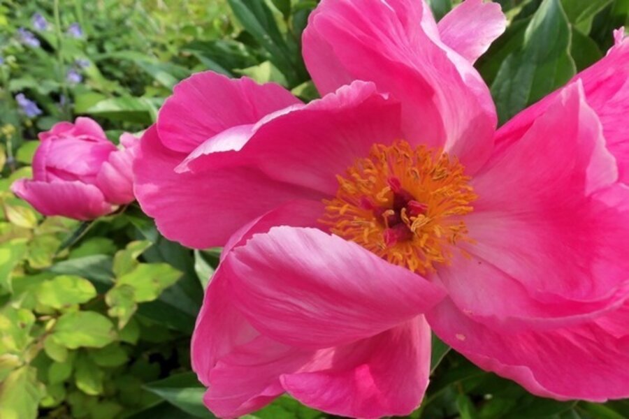 Peony Season Csmonitor Com