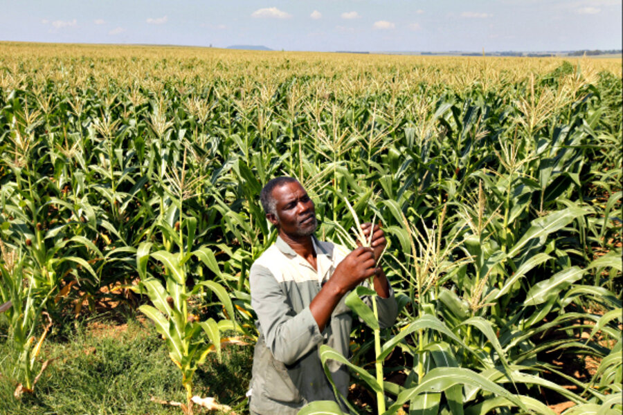 african-farmers-grow-trees-as-a-natural-crop-fertilizer-csmonitor