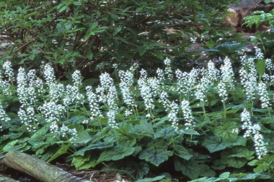 Foamflower Plants - Learn About Growing Foamflowers In Gardens