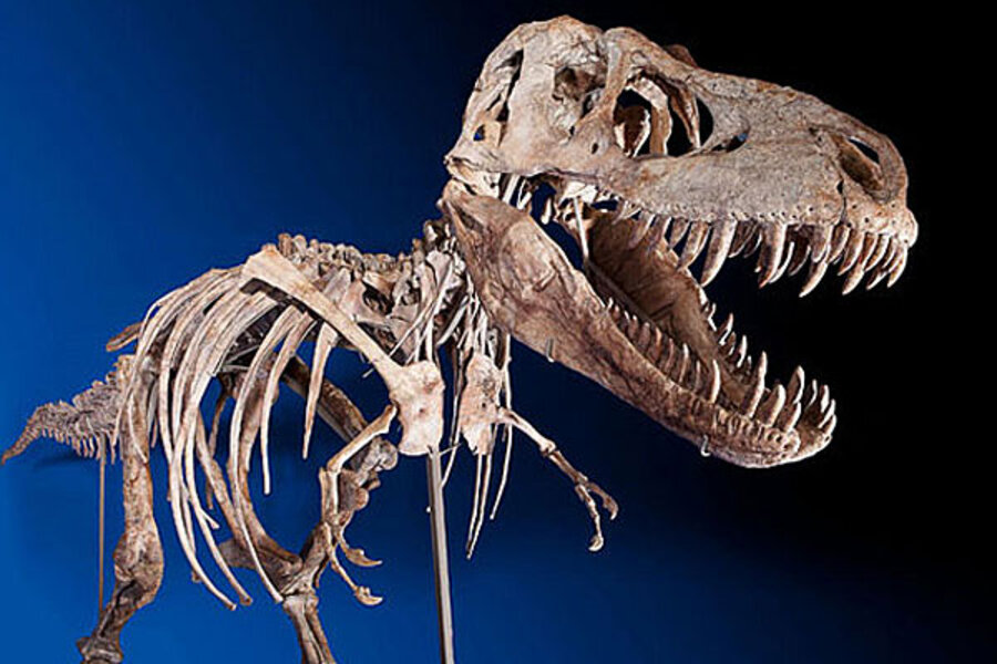 For sale: Tyrannosaurus skeleton at NYC auction 