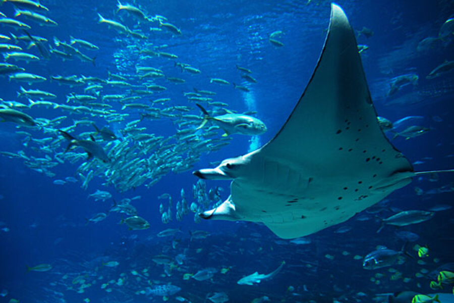 Giant manta rays are restless travelers, says satellite study