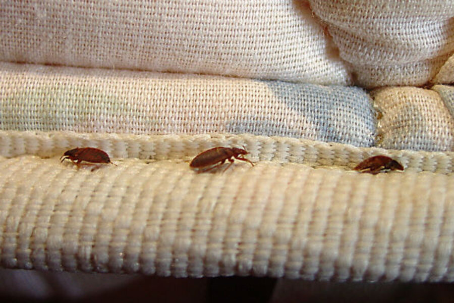 bed-bugs-how-not-to-bring-them-home-from-summer-vacation-hot-spots