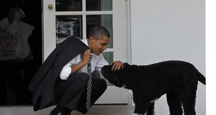 Obama Security Dogs Breeds Obama Security Dogs Breeds