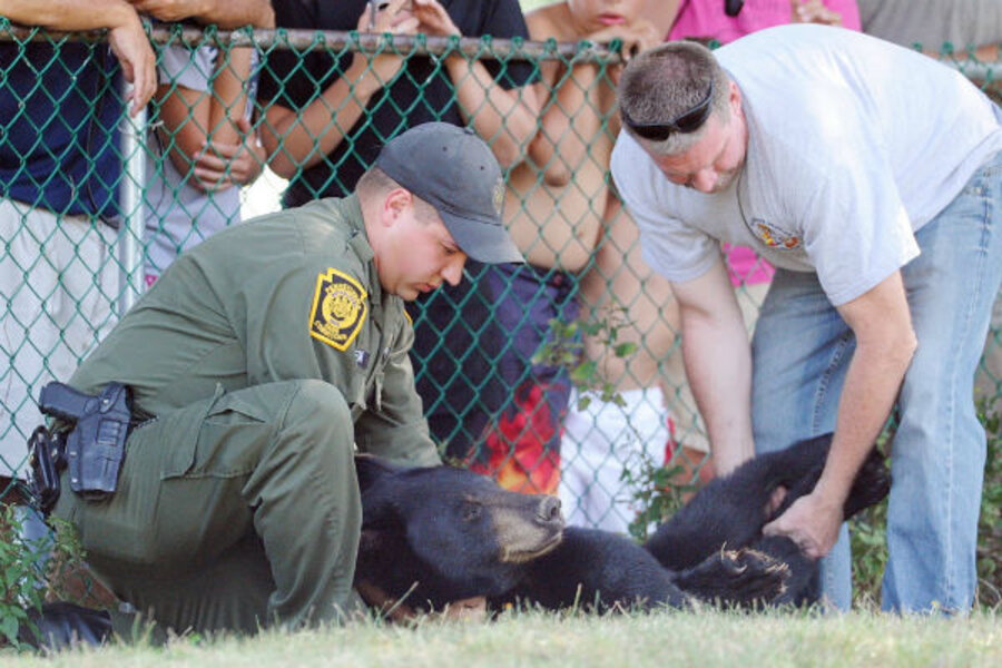 Bear at mall: Wildlife officials respond to unusual mall visitors ...