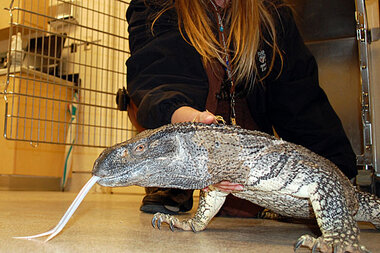 huge nile monitor lizard