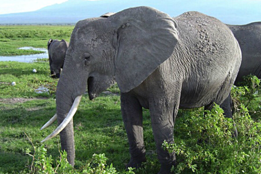How do elephants make such low sounds? At last, scientists figure it out. -  