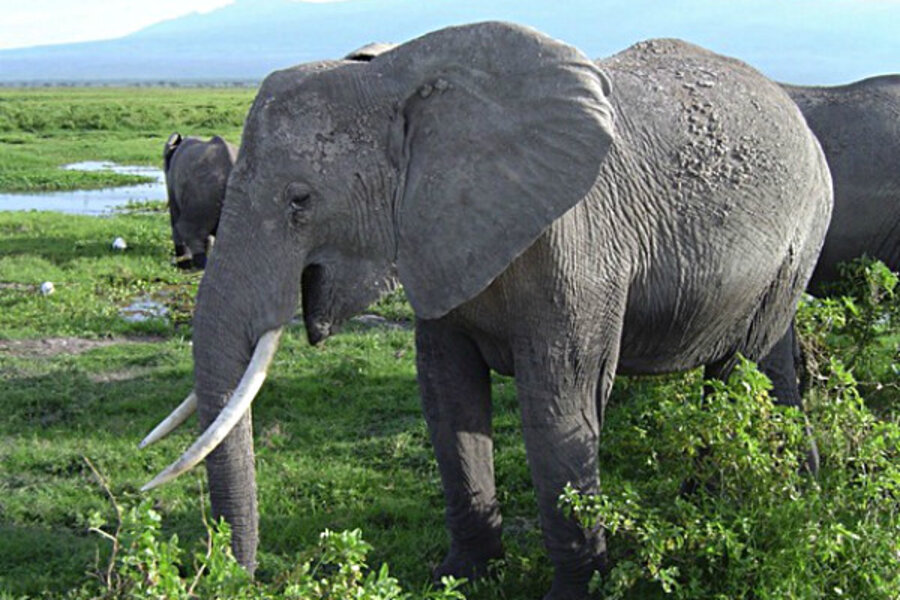 How do elephants make such low sounds? At last, scientists figure it