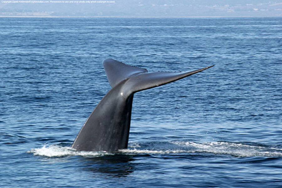 Blue whales, whale watchers flocking to California coast - CSMonitor.com