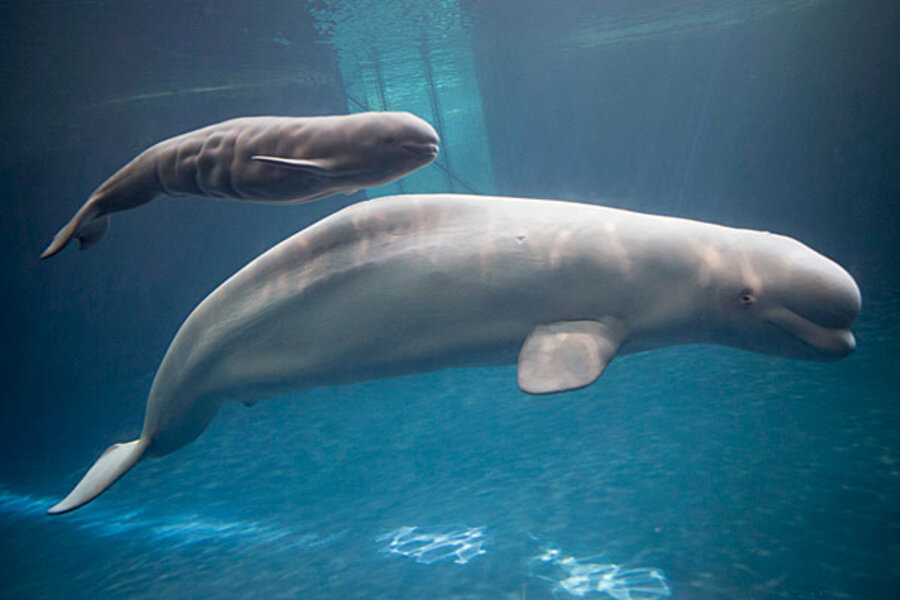 Baby beluga whale born at Chicago's Shedd Aquarium ...
