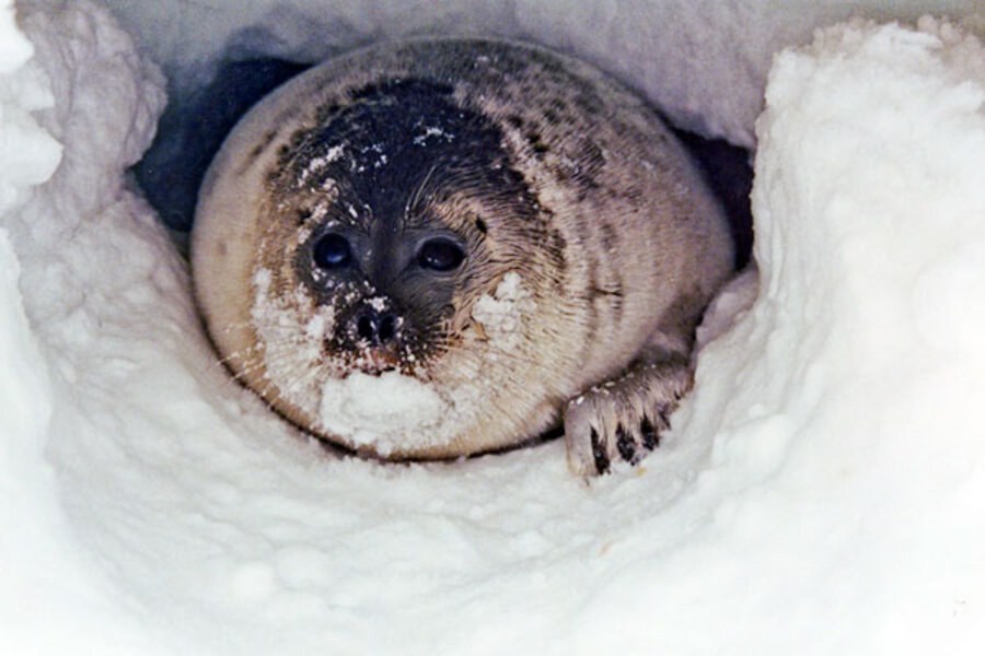 Melting Arctic snow threatens to leave seals out in the cold