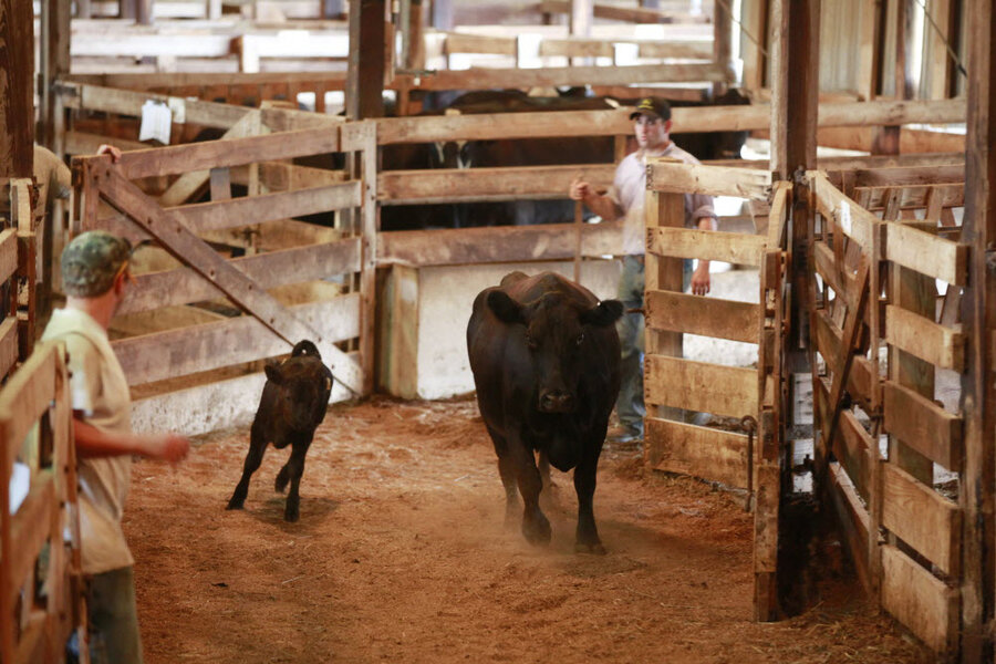 Candy Cereal Cookies Farmers Keep Cows Going On Creative Feed