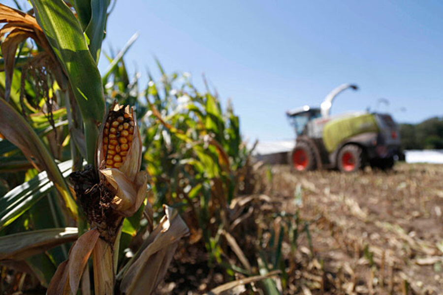Why Midwest drought could have been much worse for some corn farmers